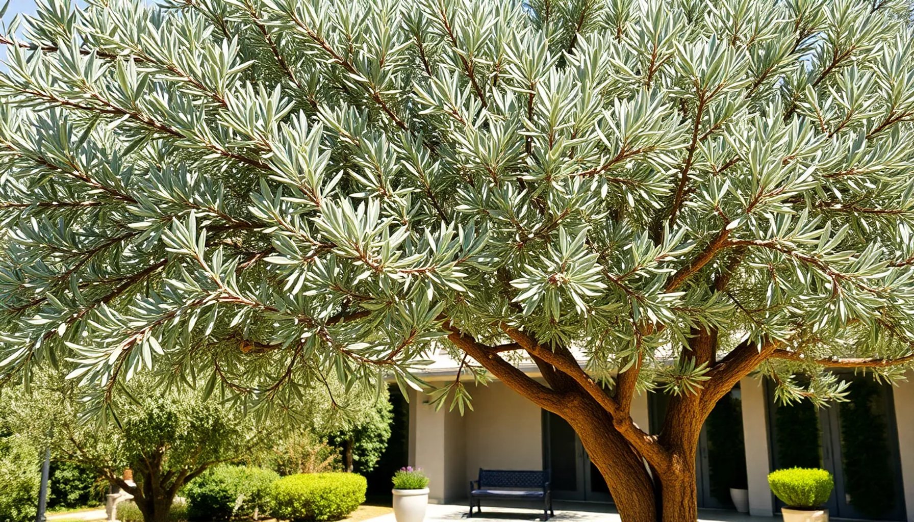 Olivo adulto proporcionando sombra fresca en un jardín residencial con cielo claro